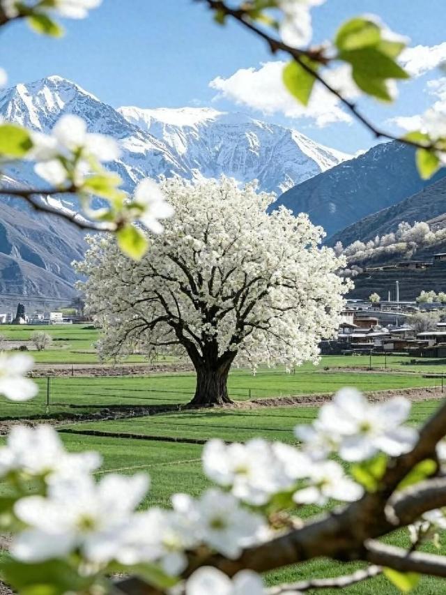 甘孜四月天，一半是冰雪，一半是花海