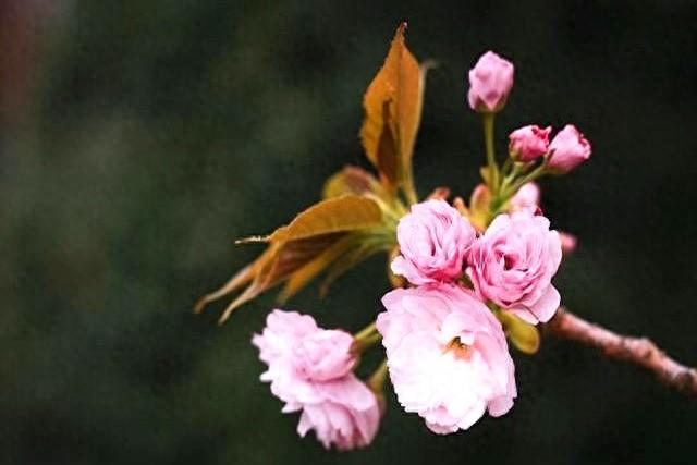 女人若是真心爱你，会有以下三个本能反应，她有吗？