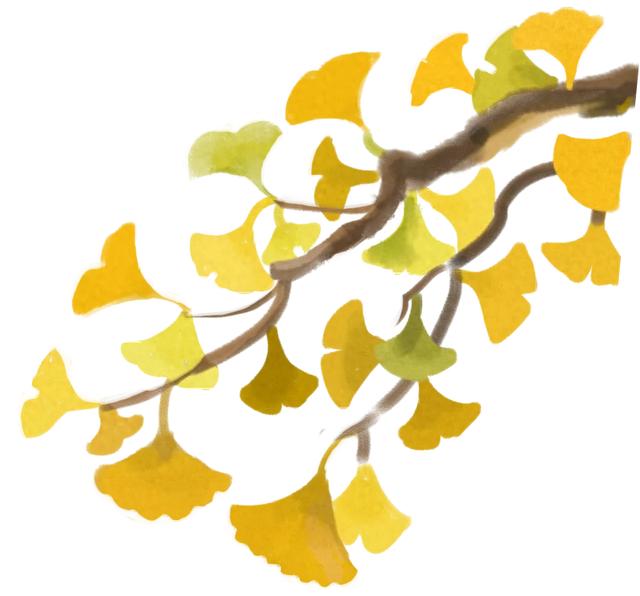 济南的这些千年银杏树美得正当时，最后“黄金期”快去打卡！