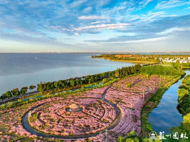 秋日顶流粉黛花海上线！37处苏州最美观赏地看过来→