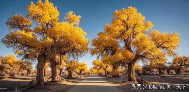 甘肃‖金塔胡杨林，秋韵漫时光