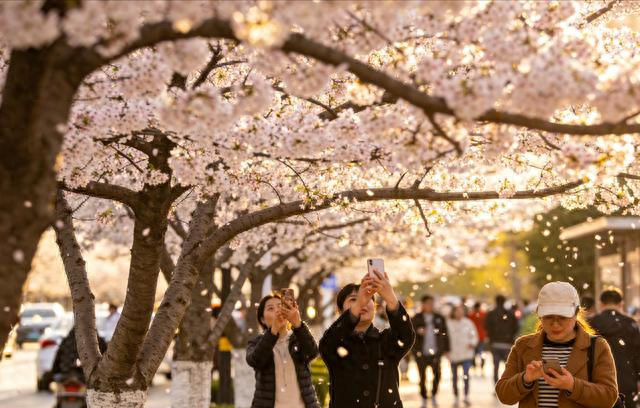 兰州读者大道火了！紫叶李开成粉色隧道，书香与花香撞个满怀