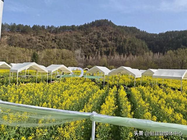 【三国圣地 花海勉县】春日赴龙湾| 一场金色花海与山水之约