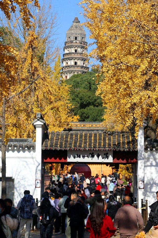 江苏：游苏州虎丘 赏金色银杏