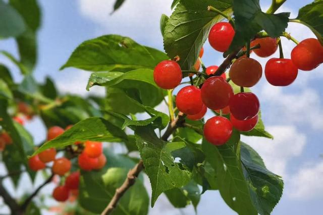 四月来石林赴一场舌尖上的甜蜜狂欢！