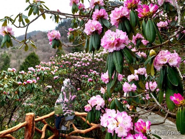 镇安：2万余亩高山杜鹃迎来盛放期