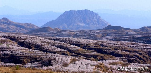 张家口市春日赏花攻略
