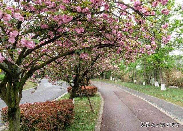 成都真大气，最美的樱花都免费，8000米樱花大道更是繁花似锦！