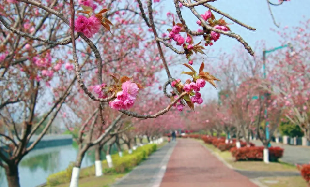 成都赏樱天花板！免费、4A景区、1h直达，本周末盛开期直接冲！