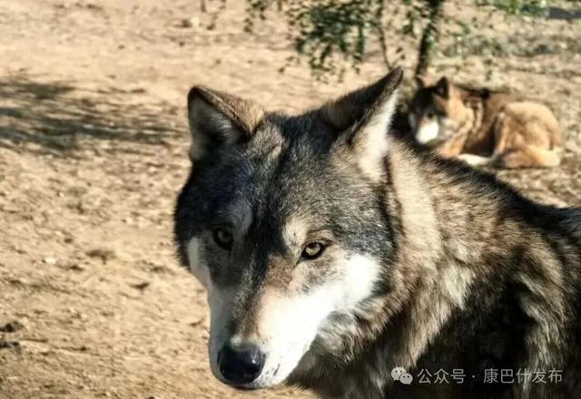 11月8日-9日，这些人可免费游鄂尔多斯动物园、海洋馆！