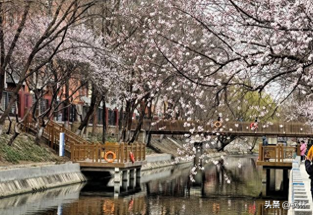 初春限定！北京7处绝美山桃花海打卡地，错过等一年！