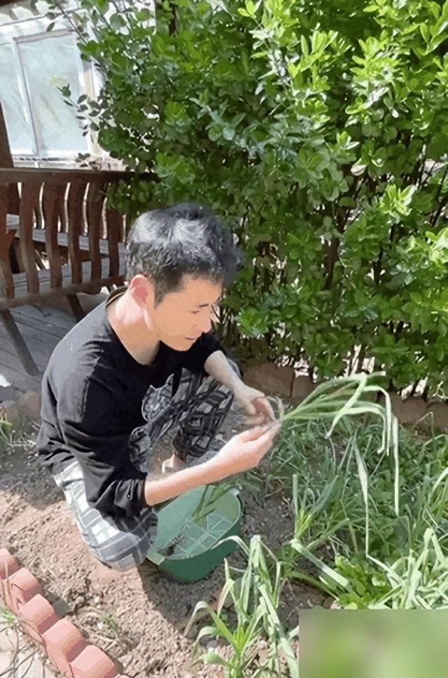 黄征晒自家小院子火了：不养花只种菜，生活安逸令人羡慕