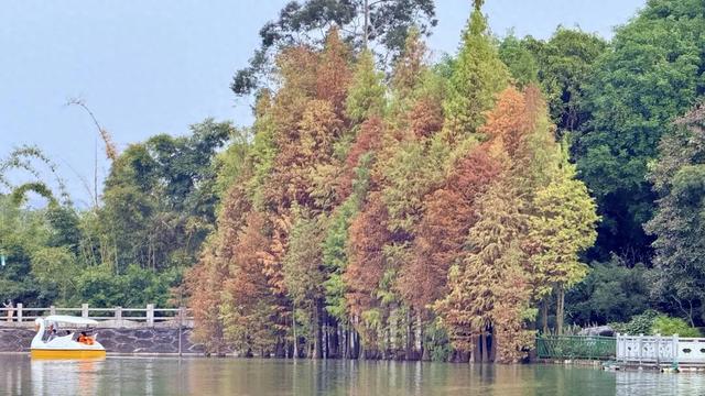 南宁狮山公园落羽杉红了！秋天拍照打卡的好去处，别错过了！