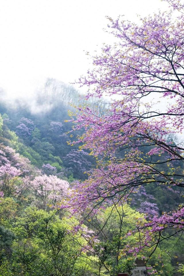 广元不远 周末优选｜不如见一面，顺便玩一圈！清明假期带你玩转唐家河