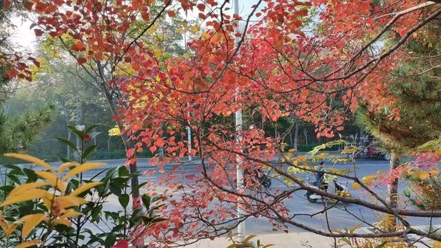 寻美薛城丨初冬最美的树！红叶似火满树红，乌桕树便是季节打翻的调色盘！