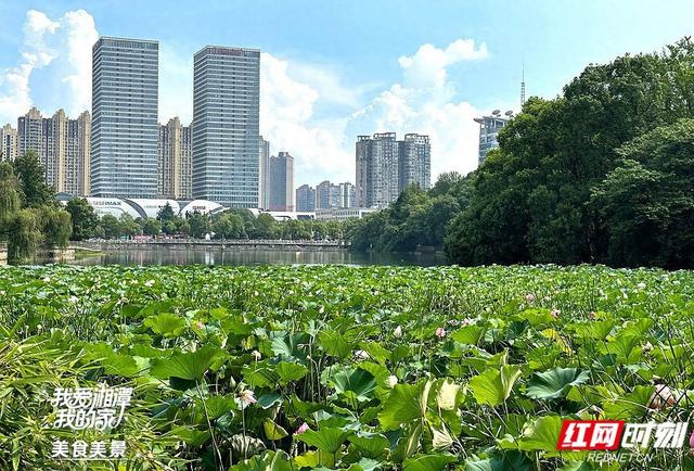我爱湘潭我的家丨湖湘公园：莫因炎热误美景 夏日赏荷正当时
