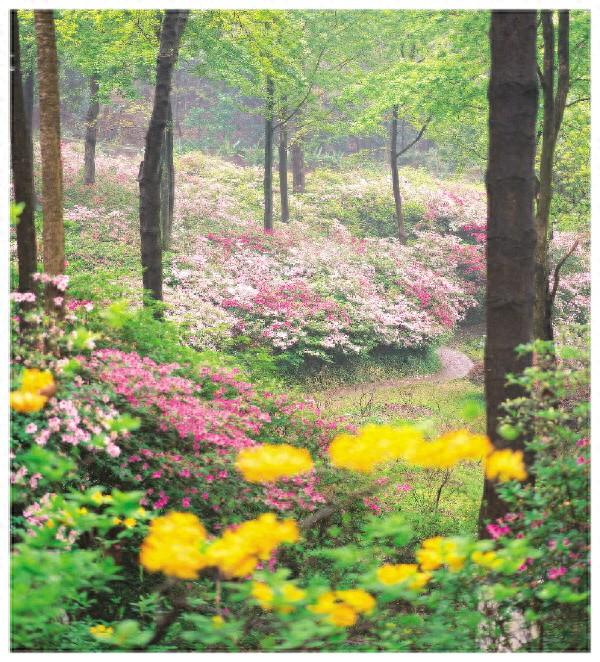 桂林植物园杜鹃园本周末将迎来最佳观赏期