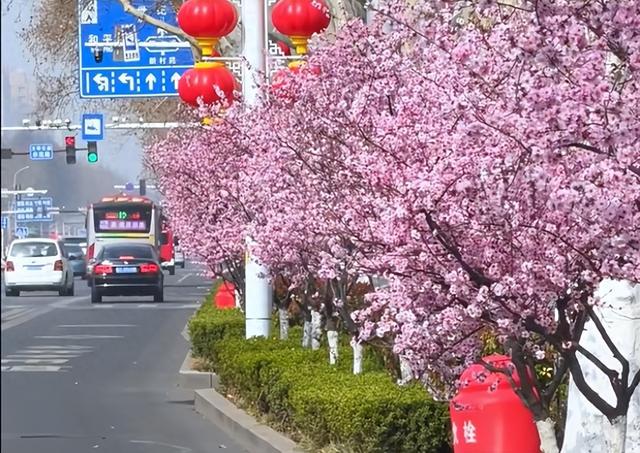 好多人在拍！快来打卡淄博这些“花海大道”~