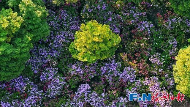 花期持续到五一！福州这里万株杜鹃盛放！