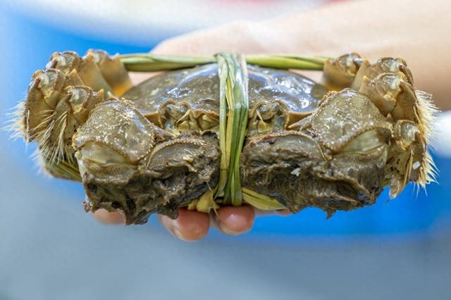 大闸蟹死了多久不能吃螃蟹死了几小时不能吃（刚死不久的螃蟹）