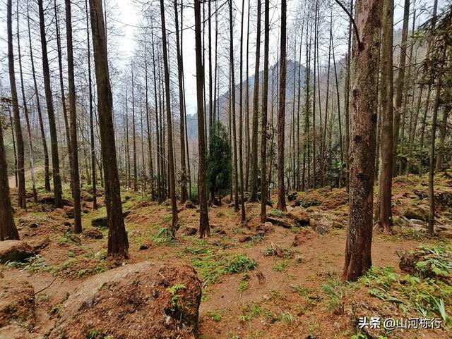 徒步都江堰上元古道｜12公里千阶登顶，一场与自己的硬核对话