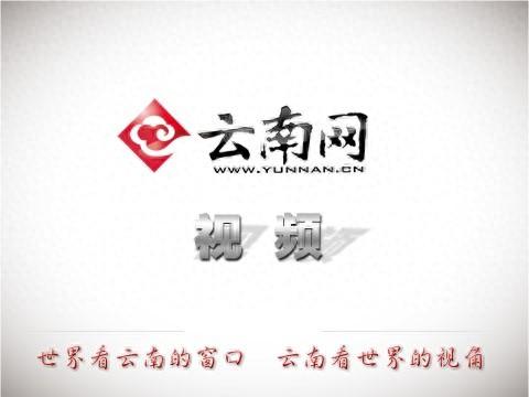 云南陇川：古树樱花把冬天染成粉色