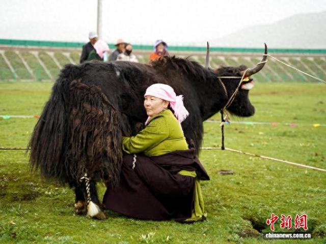 青海祁连：民众切磋生活“技艺”尽显草原风情
