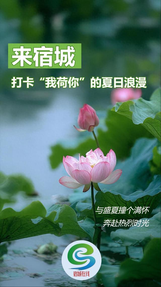 来宿城，打卡我“荷”你的浪漫