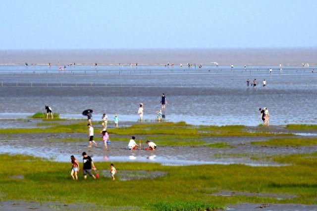 上海有哪些好玩的海滩（上海金山海滩美丽的后花园野生秘境）