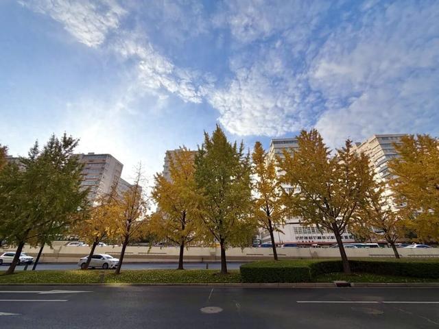 油画般的徐汇秋色，来了！