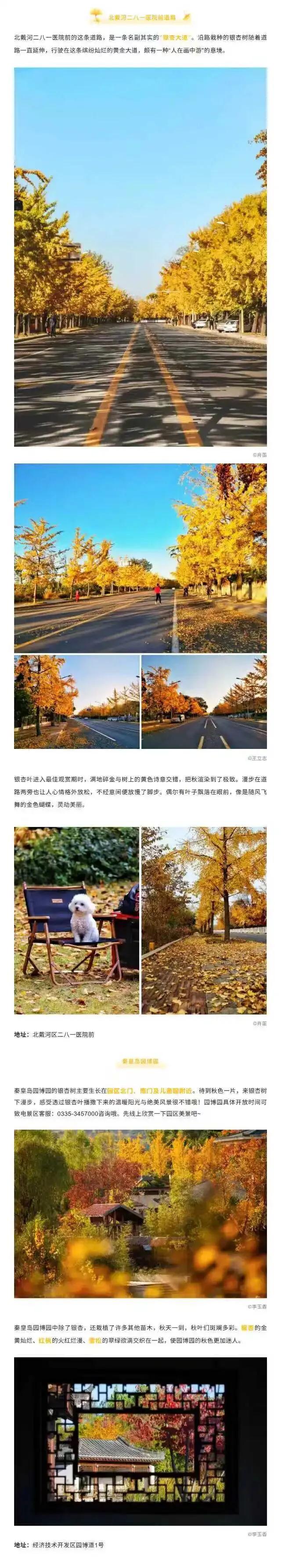 秦皇岛赏银杏地图