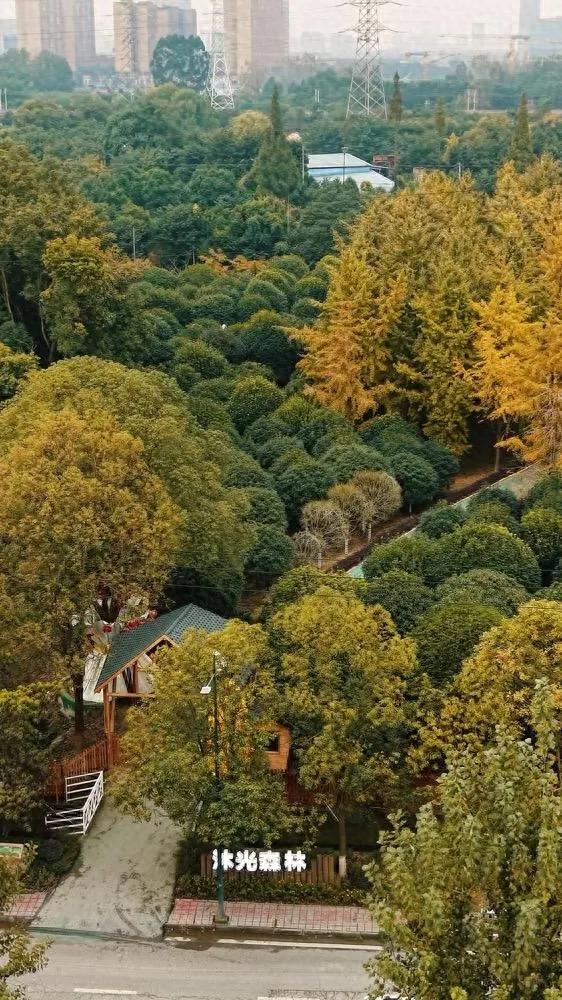 银杏“落叶缓扫”，成都68处路段赏最美秋景→