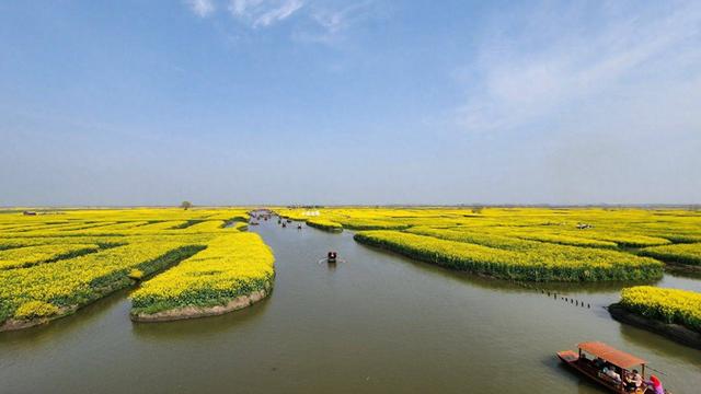 江苏泰州：兴化垛田油菜花绽放 尽显春日生机