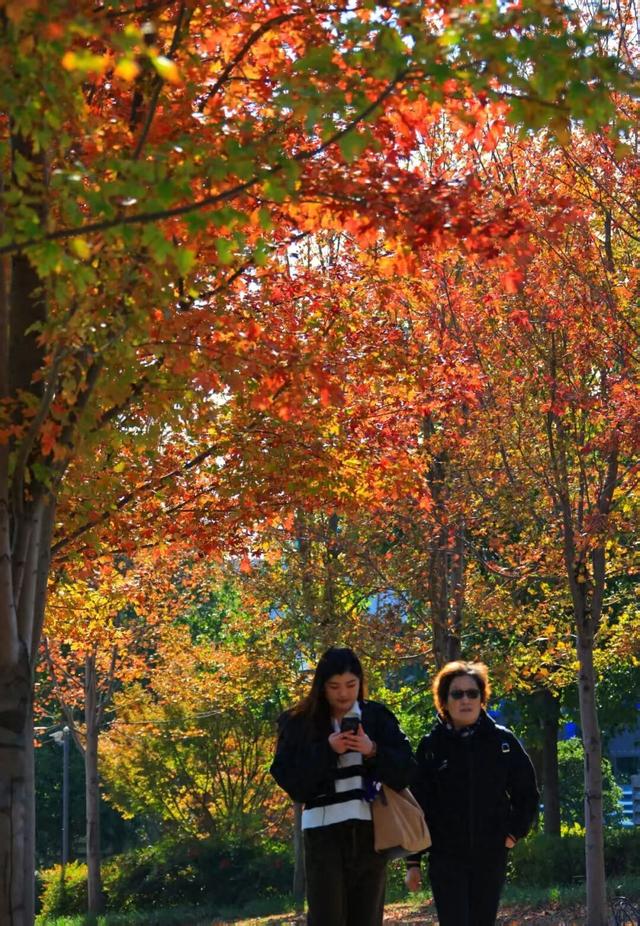 红了！上海枫叶已变色