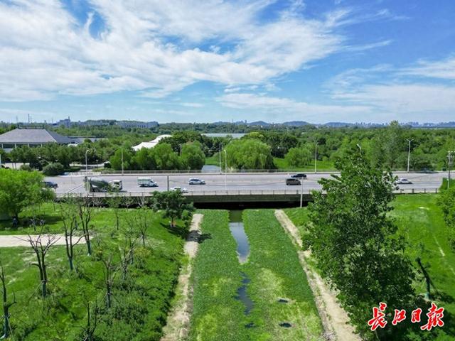 荒地披绿，武汉这条明渠变身水岸花溪