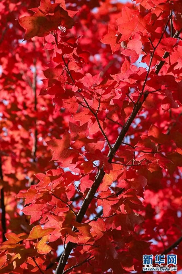 美上央媒!昆明红了!走走走,打卡最美枫景去,超全攻略速收藏→