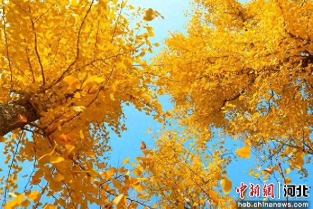 河北辛集：邂逅晚秋初冬“撞色”生态画卷