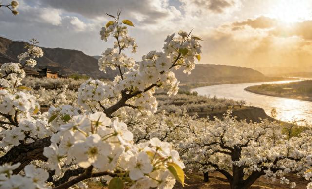 兰州什川万亩梨花盛放！黄河畔500年古梨园迎来最美花期