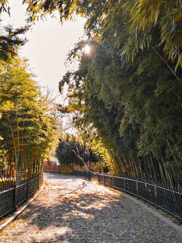 寒风里的紫竹院：景暖心更暖