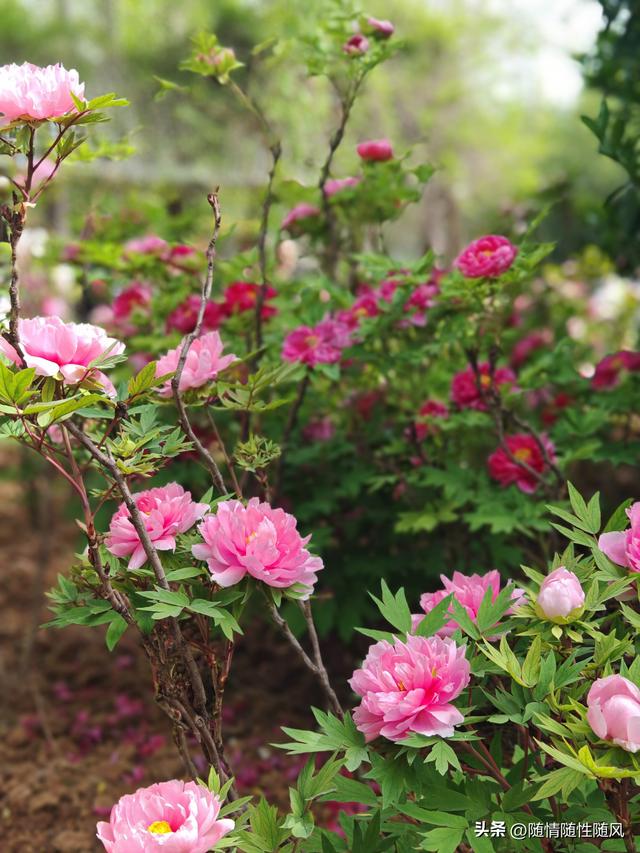 身为洛阳人，年年去牡丹园看花