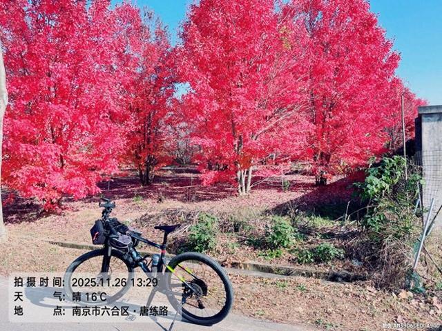 大美六合老虎岗枫叶绝美