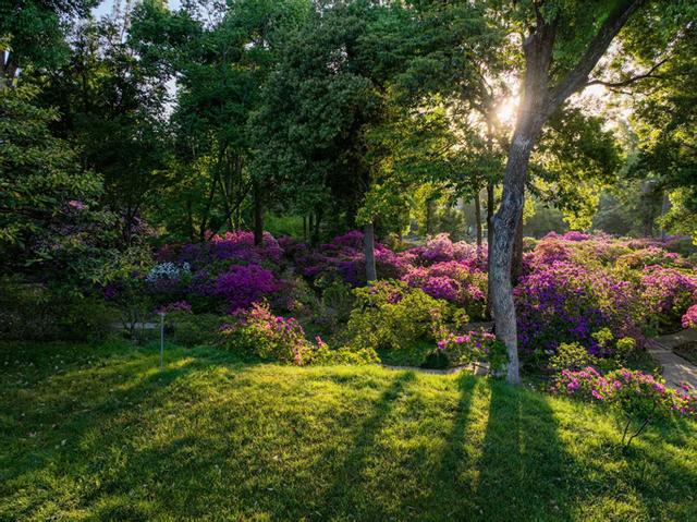 牡丹盛放 雾绕鹃林 武汉植物园邀您清明“花”式踏青