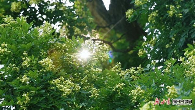 【节气里的大美中国·多彩甘肃】大暑