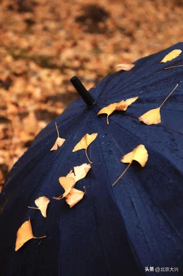 秋色落幕ing～来北臧辞秋迎冬