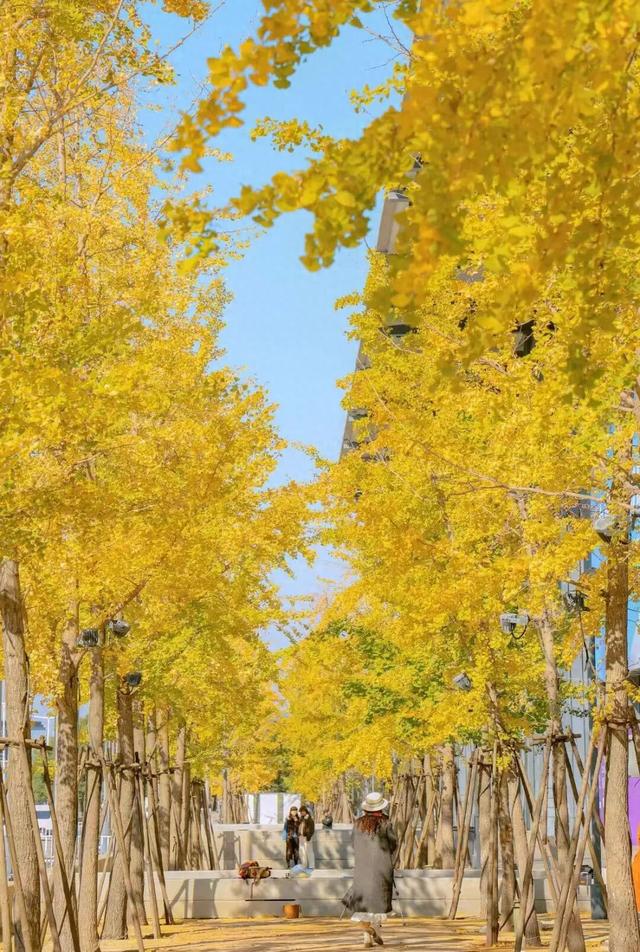 无锡这条路，又火了！