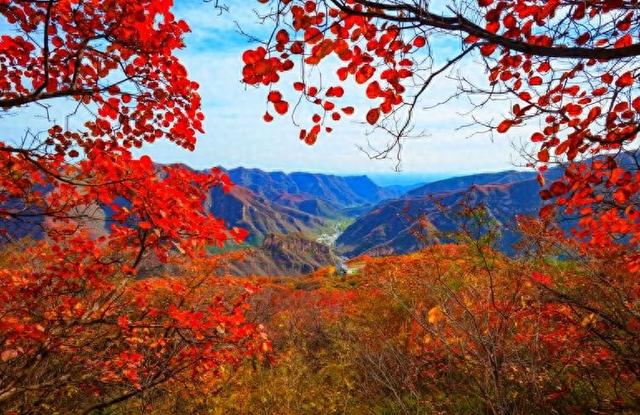 国家植物园彩叶正当时：这篇“追色”指南，藏着秋日惊喜