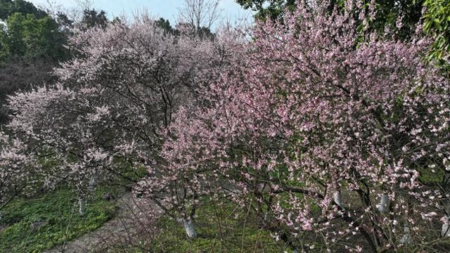 北碚静观梅花提前盛放 五彩花林吸引游人