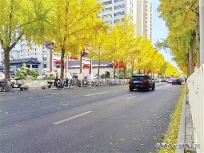 秋日银杏黄 扮靓青年路