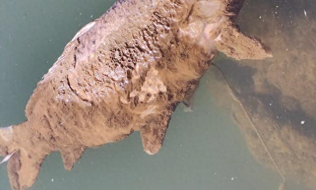 陕西男子发现巨型鲤鱼尸体	，身上还挂着一枚大鱼钩，谁干的？