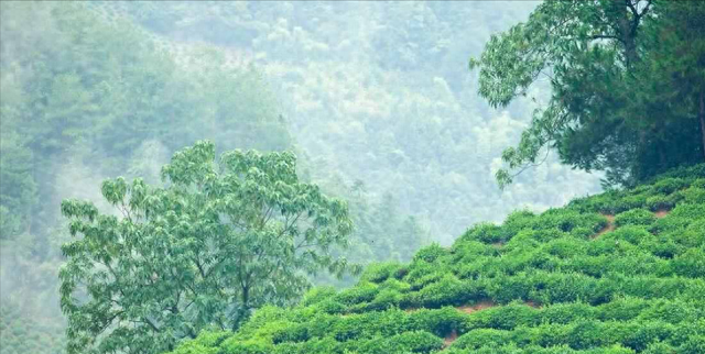 安徽3大“尴尬茶”，口感不输十大名茶，为啥出了皖地没人喝